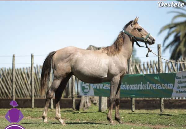 Lote DON PAMPERO