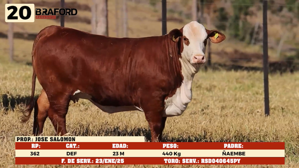 Lote LOTE 20