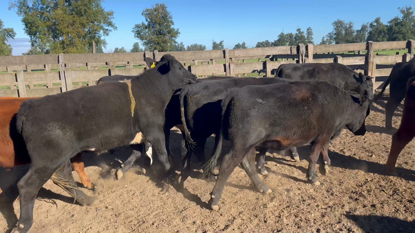 Lote 55 Novillo Engorda en Osorno, X Región Los Lagos