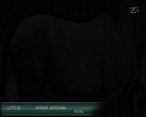 Lote BARAKA MORGANA