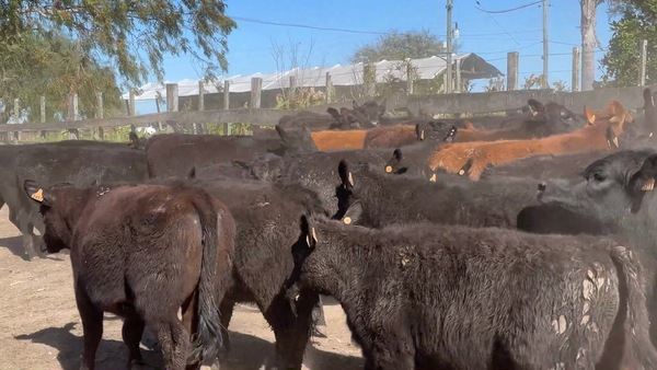 Lote 120 Terneras en Porvenir, Paysandú