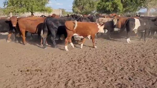 Lote 34 Novillos en Villaguay, Entre Ríos
