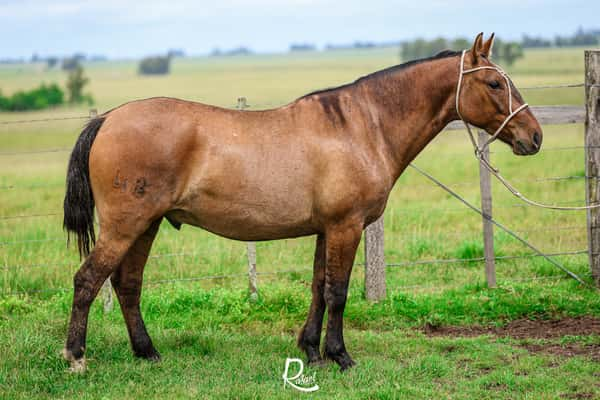 Lote Puñal La Ceferina