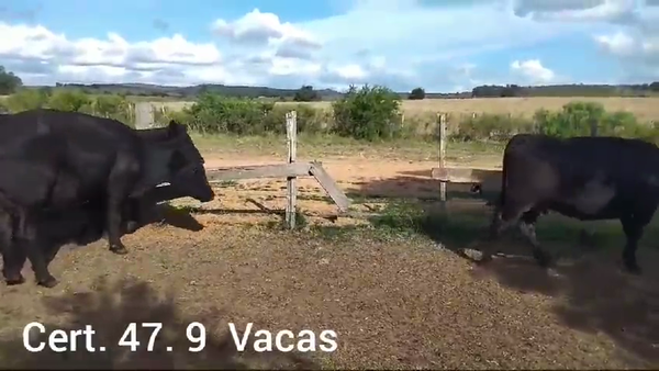 Lote 9 VACAS