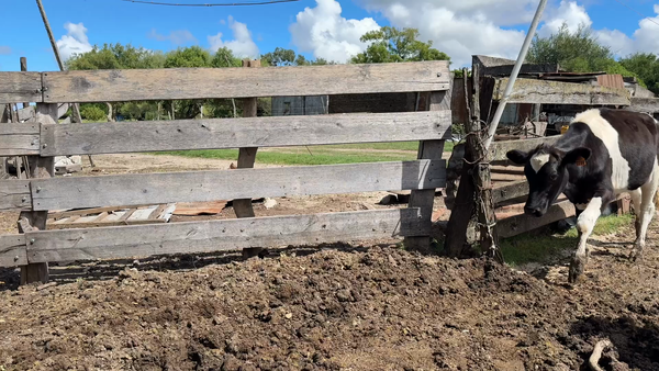 Lote TERNEROS