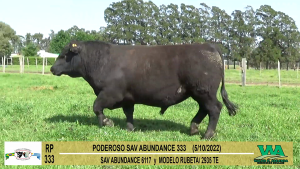 Lote Toros Angus a remate en Cabaña La Poderosa, Florida