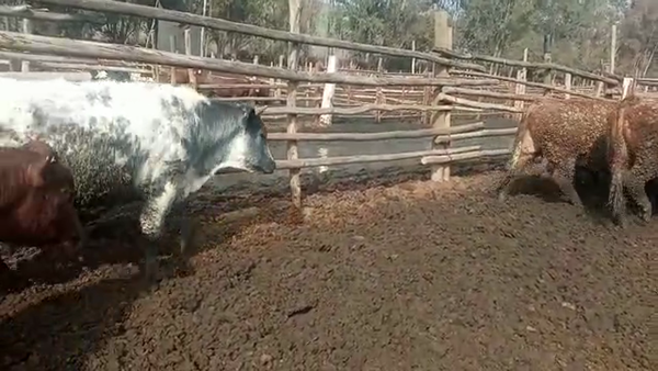 Lote 40 Novillo Gordo en Melipilla, Región Metropolitana