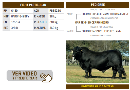 Lote LOTE 11