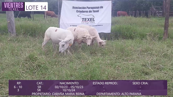 Lote LOTE 14