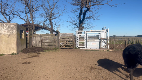 Lote 32 Vaquillonas C/ gtia de preñez en Buenos Aires, Monte
