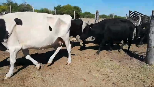 Lote 30 Vacas de invernar en Federal, Entre Ríos