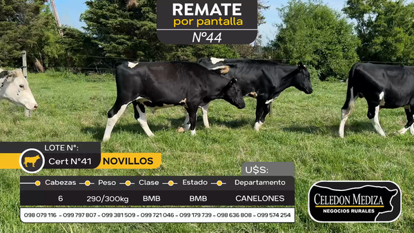 Lote 6 Novillos en Colonia