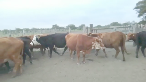 Lote 36 Vacas nuevas C/ gtia de preñez en Entre Ríos, San Jaime