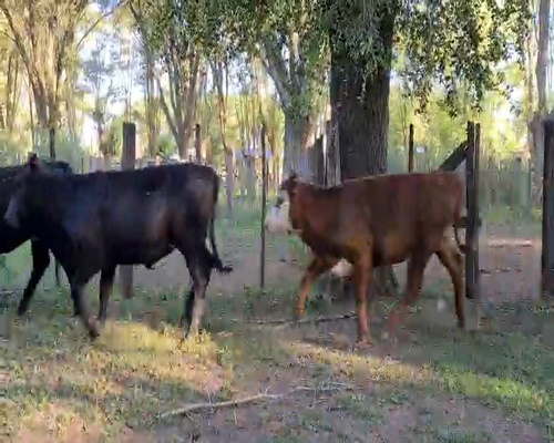 Lote 28 Terneras en Gral. Lamadrid, Buenos Aires