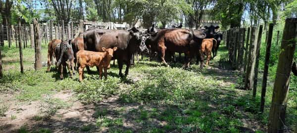 Lote 24 Vacas en Gral. Lamadrid, Buenos Aires