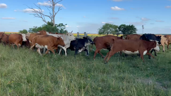 Lote 26 Vacas medio uso C/ cria en Santo Tomé, Corrientes