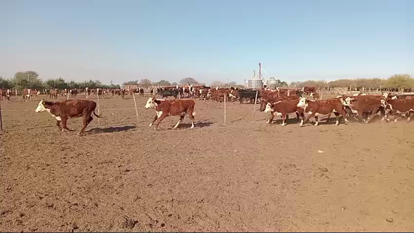 Lote 100 Terneros/as Braford y sus cruzas en Cululú, Santa Fe