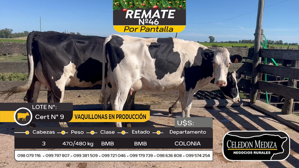 Lote 3 Vacas preñadas y paridas en Ombúes Lavalle, Colonia