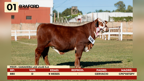 Lote LOTE 1