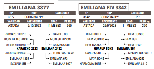 Lote LOTE 64 - TERNERA A ELECCION