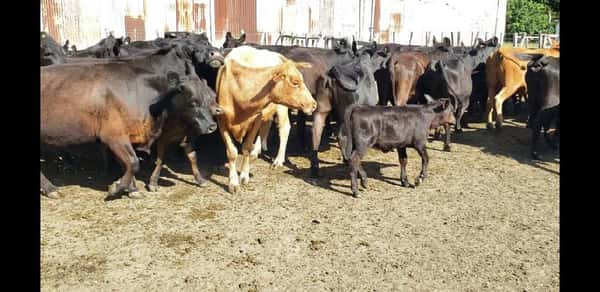 Lote 27 Vacas nuevas C/ cria en Villaguay, Entre Ríos