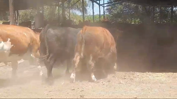 Lote 45 Novillo Gordo en Yerbas Buenas, VII Región Maule