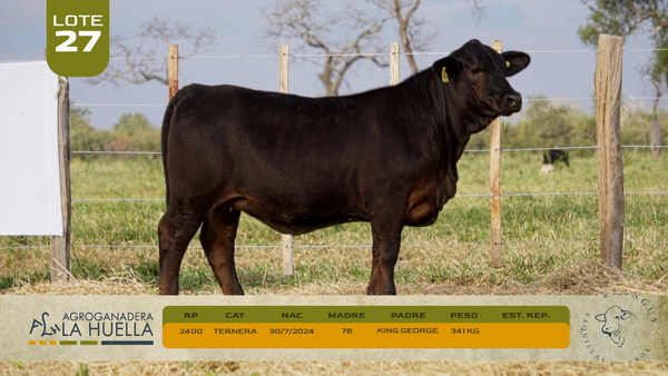 Lote LOTE 27