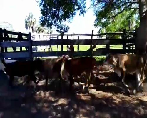 Lote 125 Terneros en San Roque, Corrientes