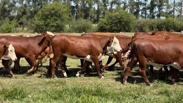 Lote 85 Terneras