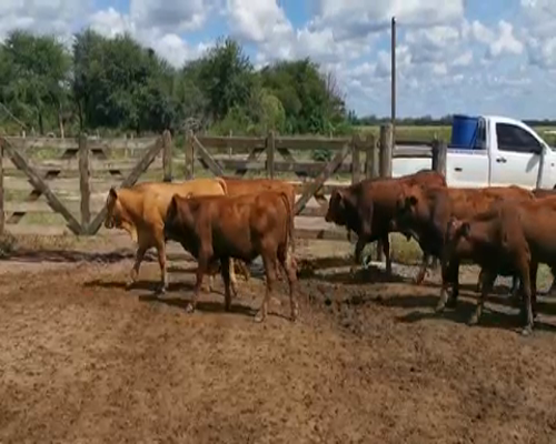 Lote 123 Terneros en Juan José Castelli, Chaco