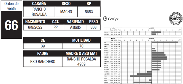 Lote LOTE 66