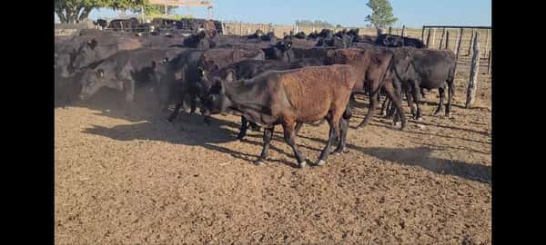 Lote 50 Terneros/as en Villaguay, Entre Ríos