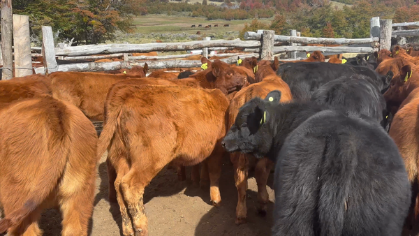 Lote 30 Ternera en Coyhaique, XI Región Aysén