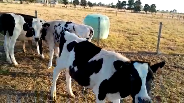 Lote (Vendido)16 Terneros Holando HOLANDO a remate en #29 Pantalla Carmelo 130kg -  en COSTAS DEL TALA