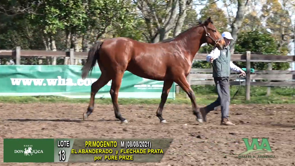 Lote PRIMOGENITO