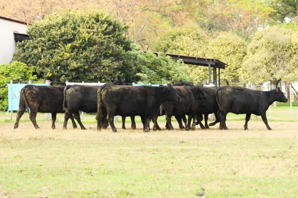 Lote CABAÑA COEMBOTÁ: 10 VACAS PC PREÑADAS