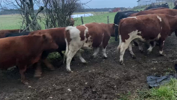 Lote 40 Novillo Gordo en Los Muermos, X Región Los Lagos