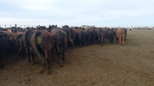 Lote 50 Novillitos en Tres Arroyos