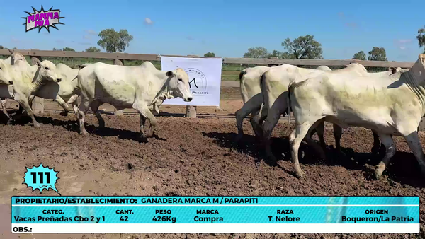 Lote LOTE 111