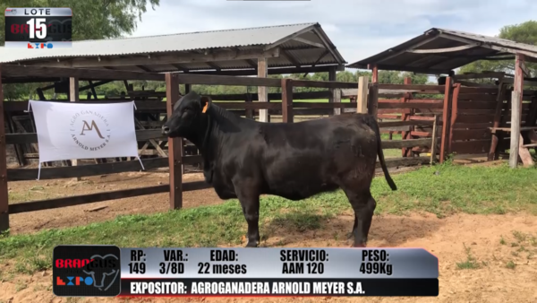 Lote Brangus a Campo Expo 2022 - Lote 15