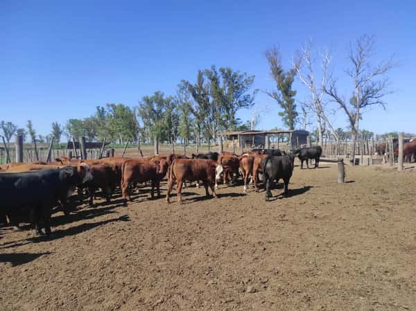 Lote 60 Terneros/as en San Francisco, Córdoba