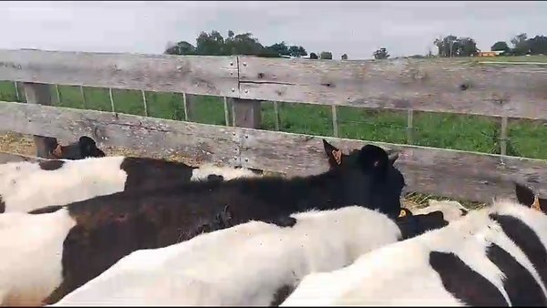 Lote (Vendido)13 Terneros Holando a remate en Pantalla Camy 170kg -  en Carreta Quemada