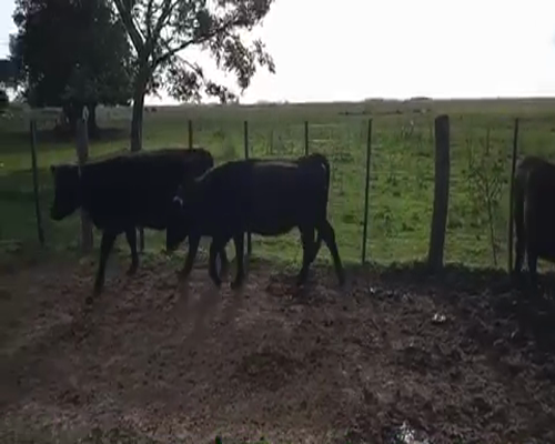Lote 10 Vaquillonas preñadas en Chascomús, Buenos Aires