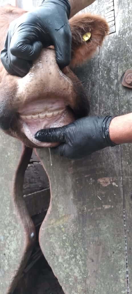 Lote 52 Vacas medio uso C/ gtia de preñez en Las Flores, Buenos Aires
