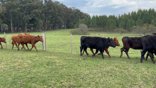 Lote 25 Vaquillonas 1 a 2 años en Los Feos, Tacuarembó