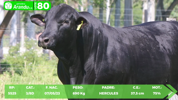 Lote LOTE 80