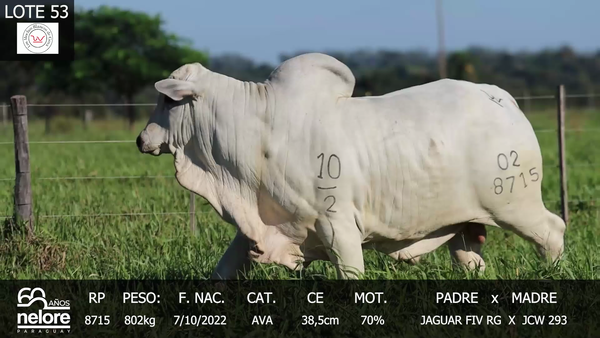Lote LOTE 53