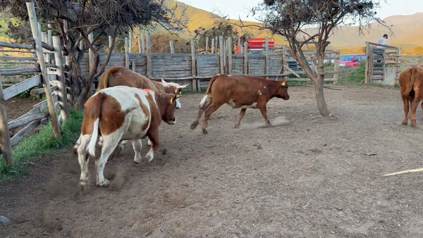 Lote 58 Novillo Engorda en Los Vilos, IV Región Coquimbo