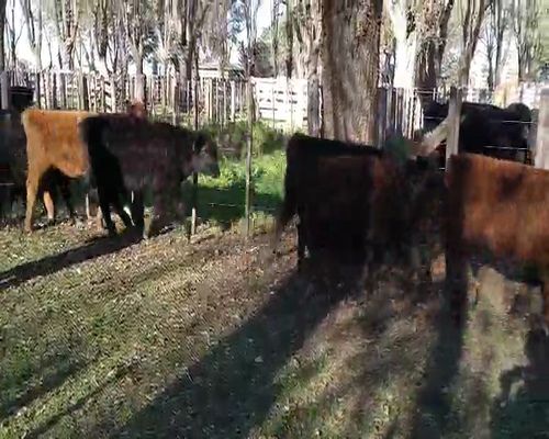 Lote 41 Terneras de 140Kg en Gral. Lamadrid, Buenos Aires