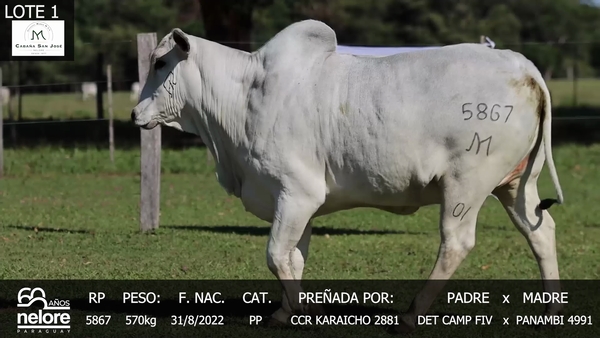Lote LOTE 1